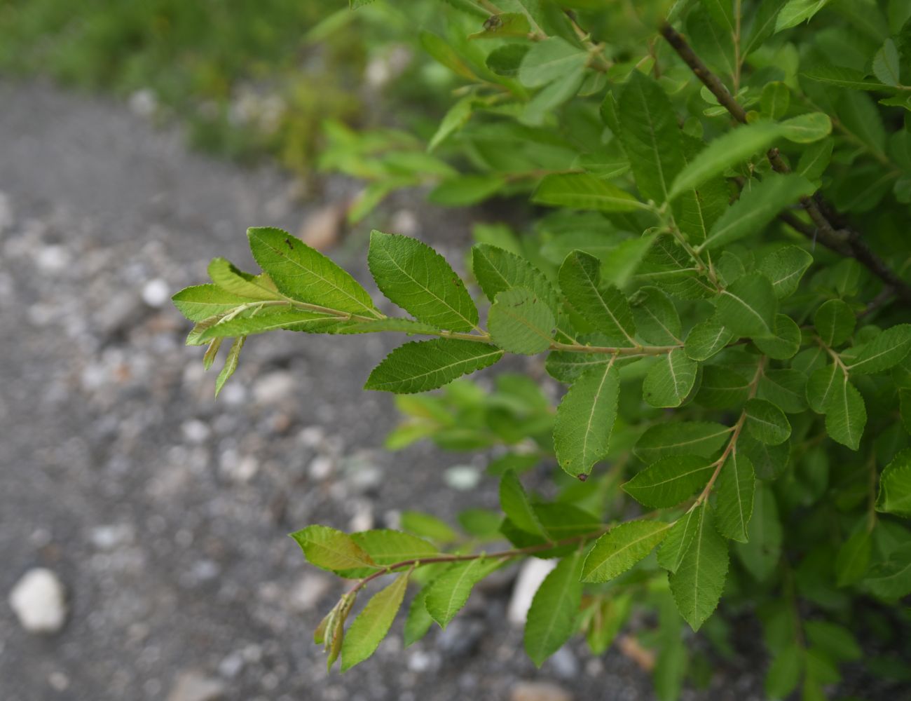 Изображение особи Salix caprea.