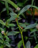 genus Alternanthera. Верхушка побега с соцветием. Китай, провинция Хунань, окр. г. Улинъюань, у дороги. 05.06.2024.