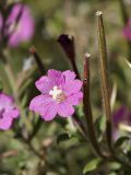 Epilobium hirsutum. Цветок и созревающие плоды. ДНР, г. Донецк, балка Бирючья, берег пруда. 25.09.2024.