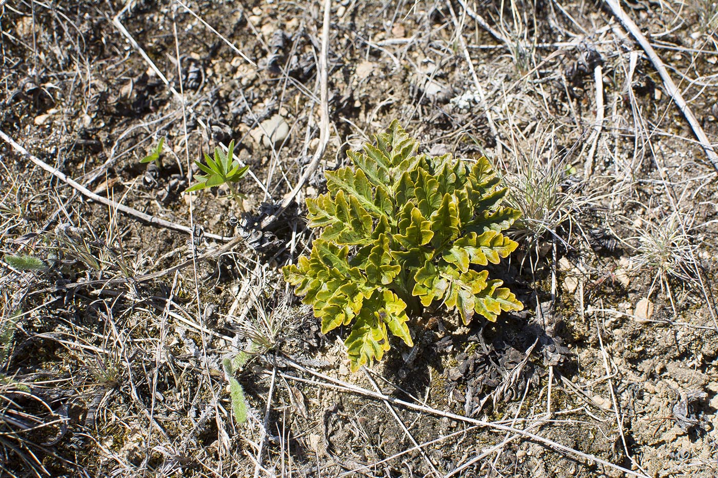 Image of Botrychium multifidum specimen.