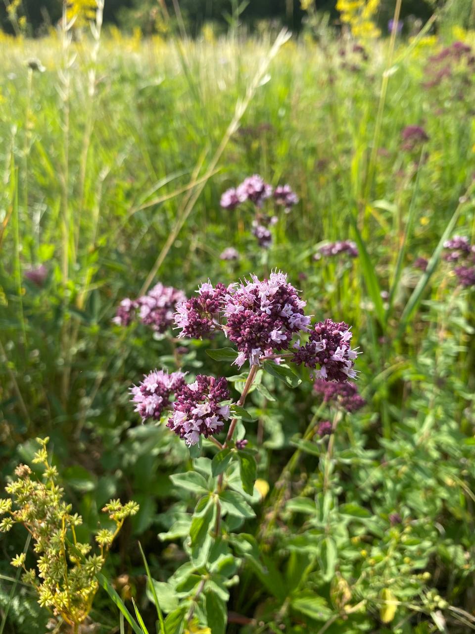 Image of Origanum vulgare specimen.