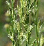 Lolium multiflorum. Часть соцветия. Московская обл., Одинцовский р-н, окр. г. Кубинка, окр. вдхр. Трасна, обочина бетонной дороги, глинистая почва. 25.06.2022.
