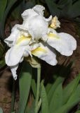 Iris &times; hybrida