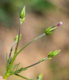 View full-size image Crupina vulgaris