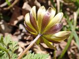 View full-size image Adonis amurensis