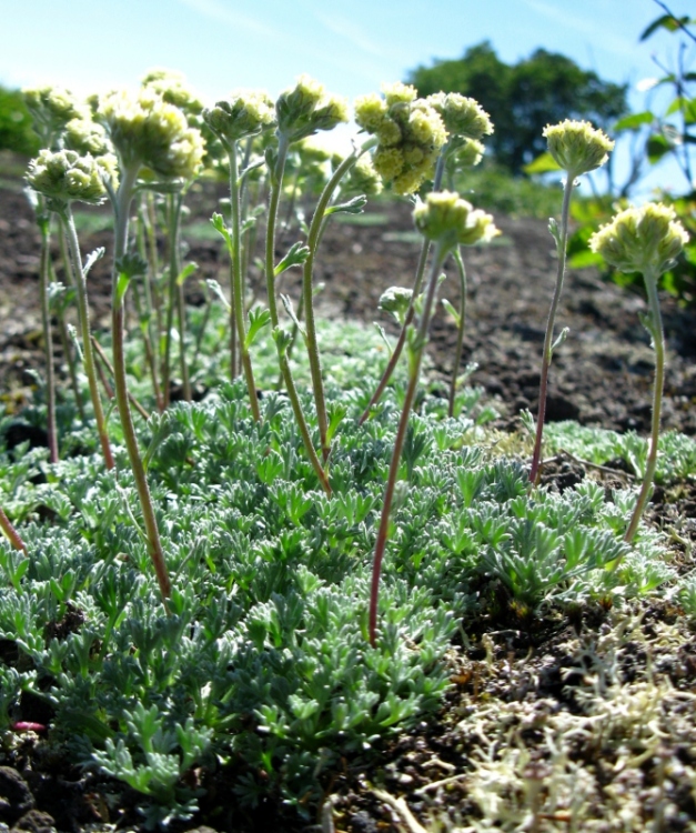 Изображение особи Artemisia glomerata.