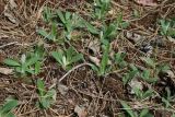 View full-size image Pilosella officinarum