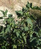 View full-size image Solanum nigrum