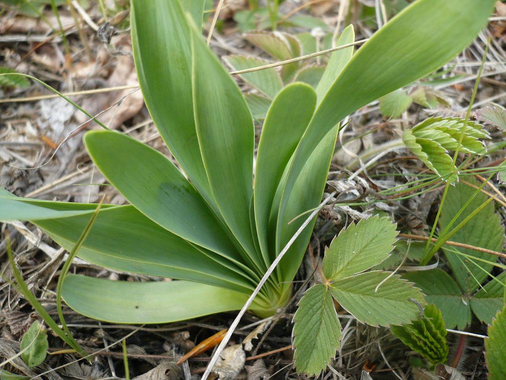 Image of Allium nutans specimen.