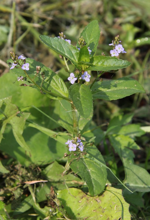 Image of Veronica beccabunga specimen.