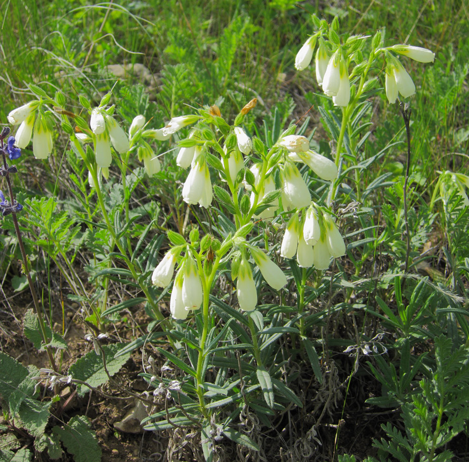 Изображение особи Onosma volgensis.