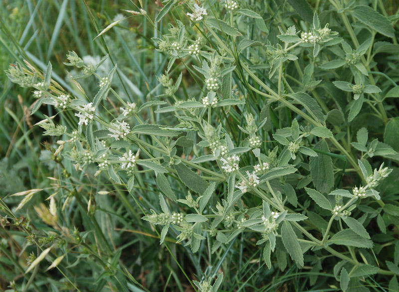 Image of Marrubium praecox specimen.