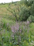 Phlomoides tuberosa