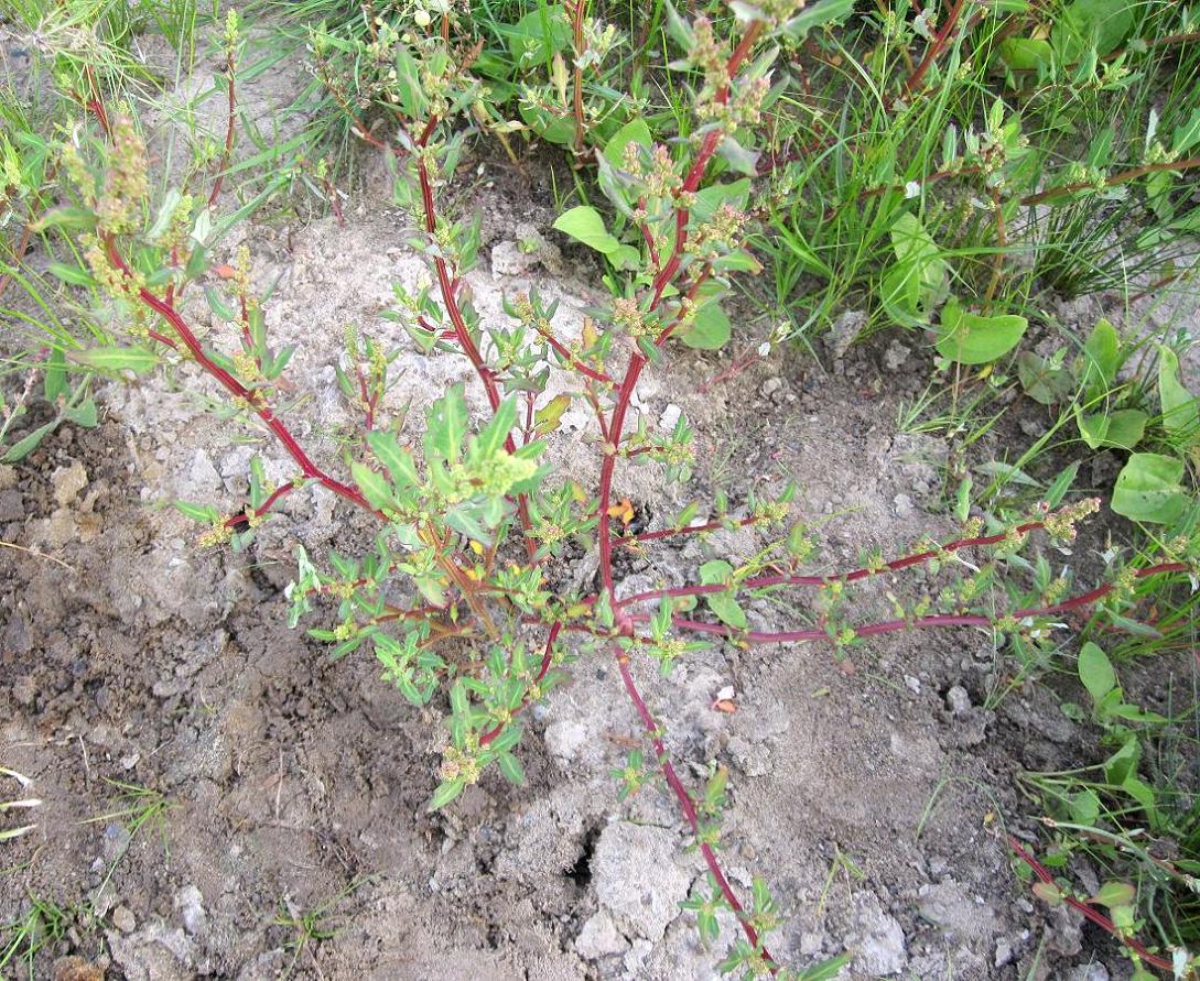 Image of Oxybasis glauca specimen.