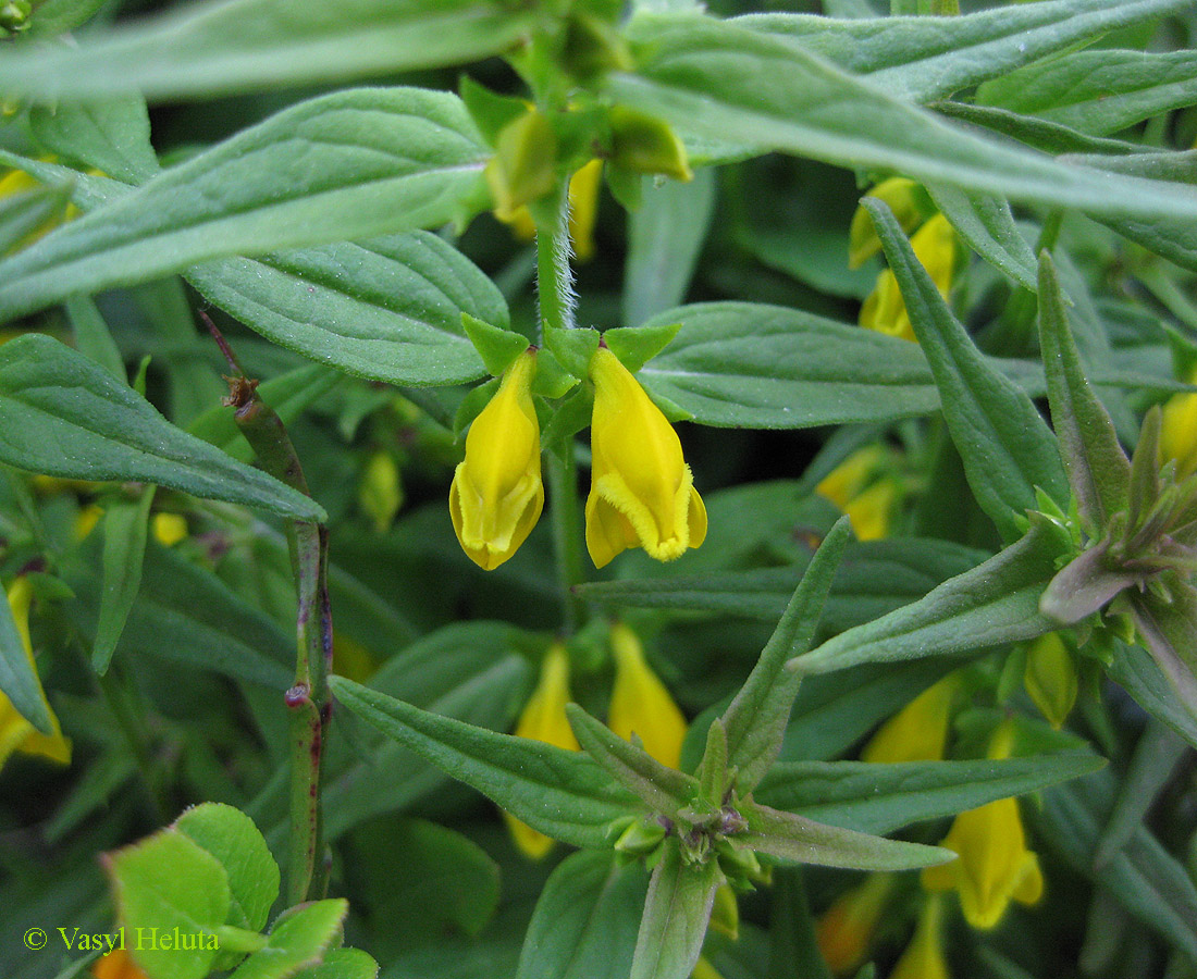 Image of Melampyrum herbichii specimen.