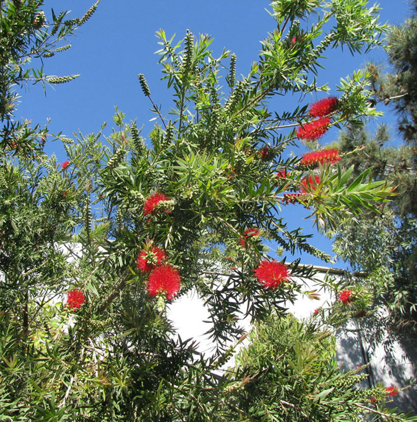 Image of Callistemon citrinus specimen.