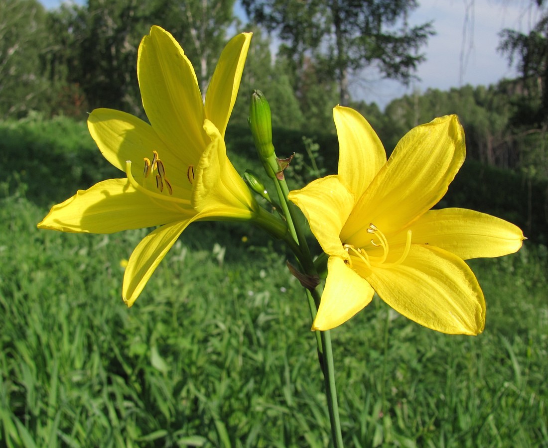 Хемерокаллис цветок что за растение фото