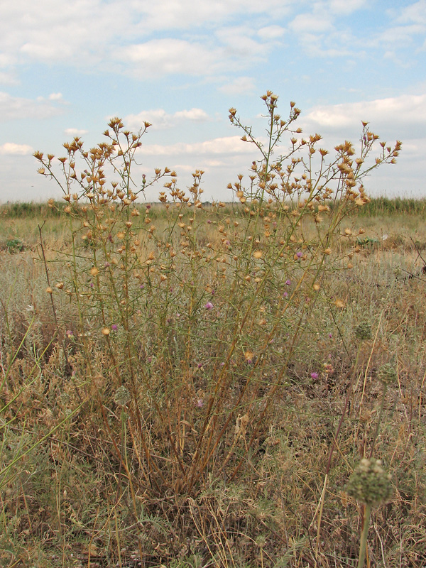 Image of Centaurea majorovii specimen.