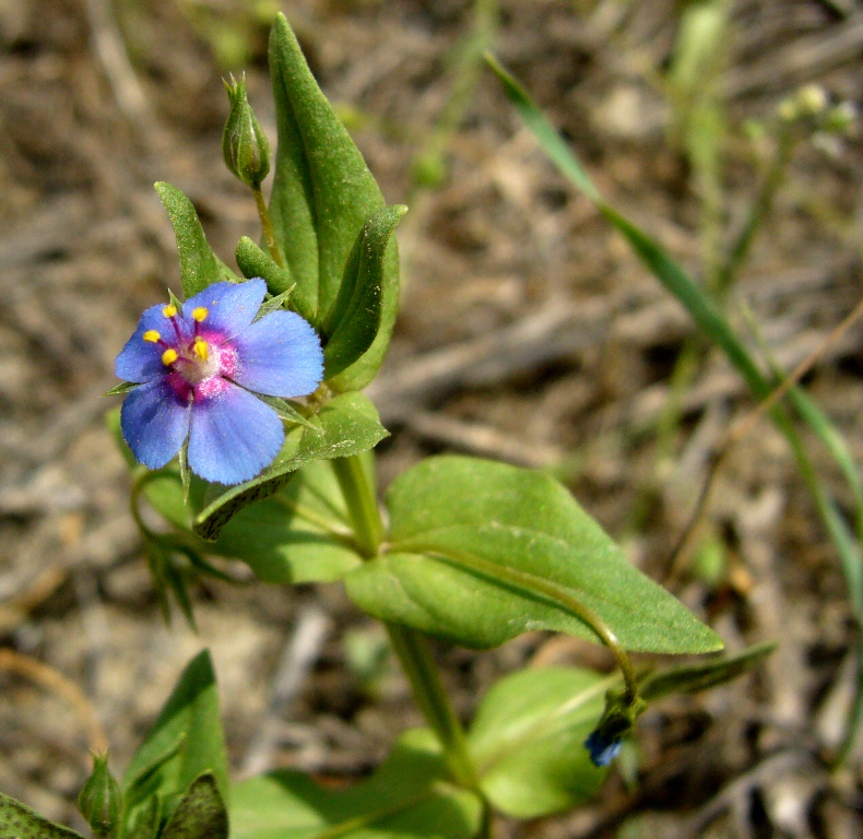 Image of Anagallis arvensis specimen.