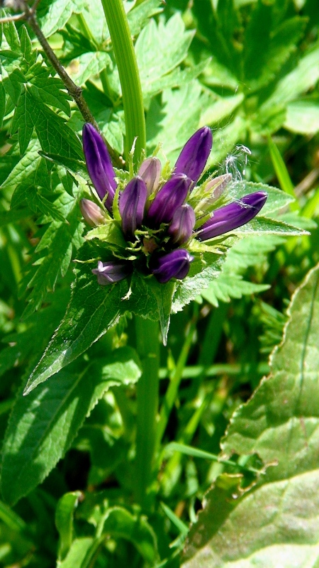 Image of Campanula oblongifolia specimen.