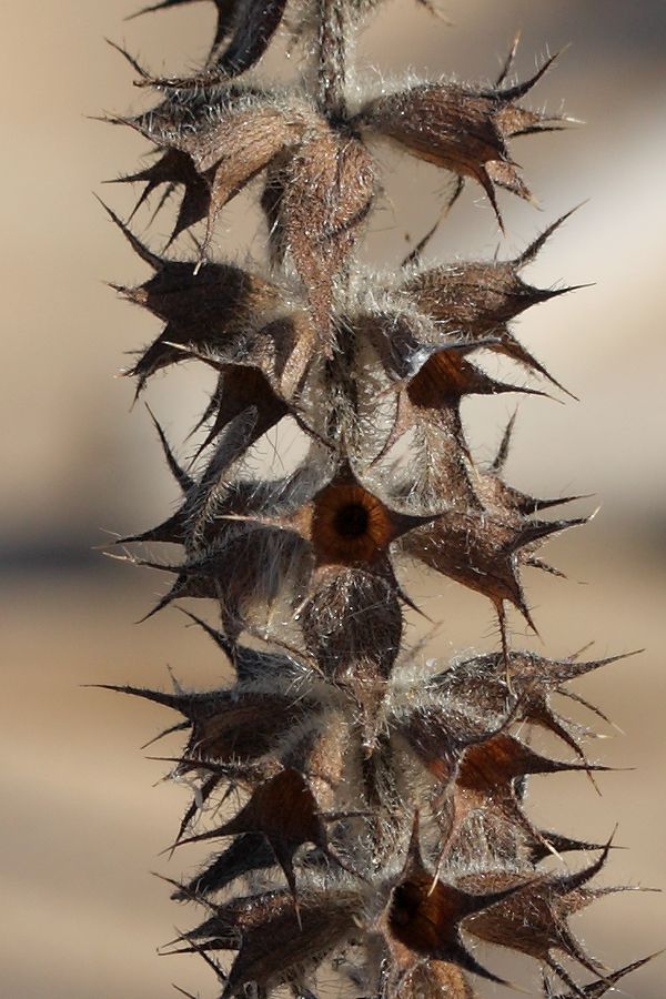 Image of Stachys palustris specimen.