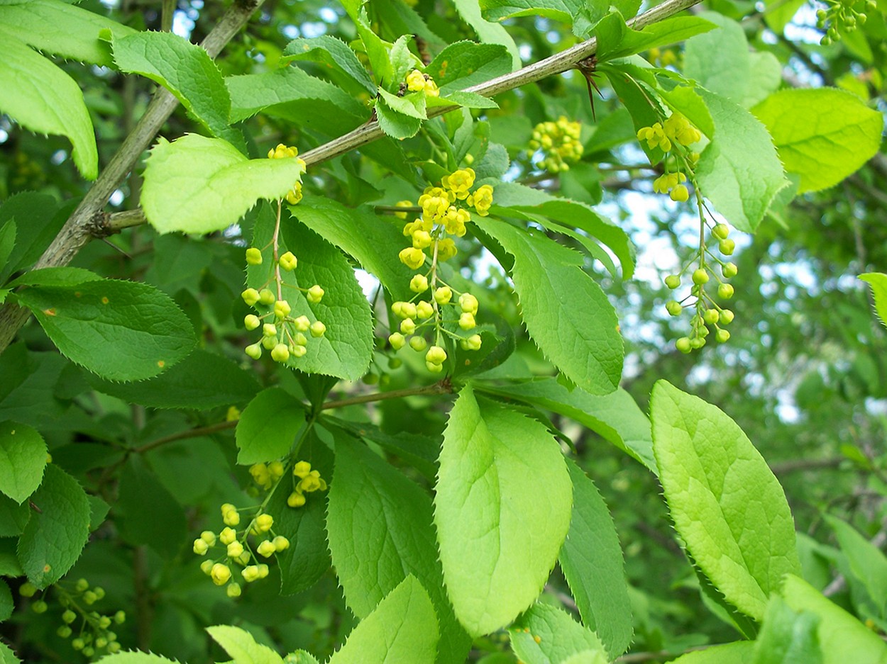 Image of Berberis amurensis specimen.