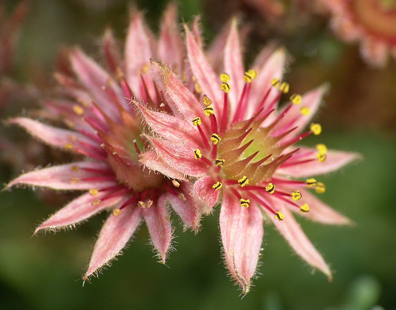 Image of Sempervivum tectorum specimen.