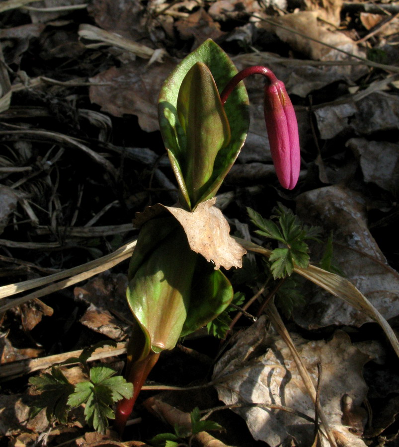 Image of Erythronium sajanense specimen.