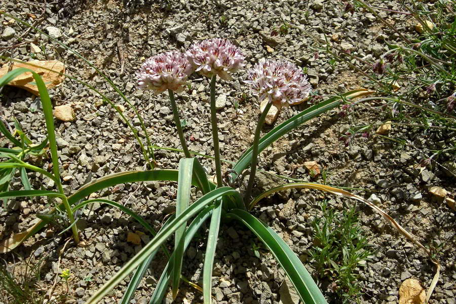 Image of Allium leonidii specimen.