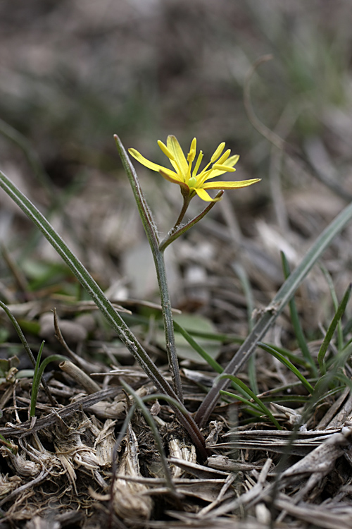 Image of genus Gagea specimen.