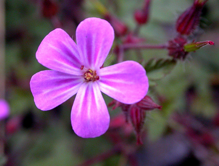 Изображение особи Geranium robertianum.