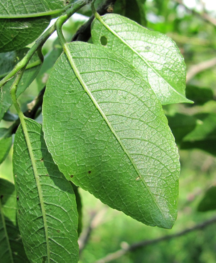 Image of Salix myrsinifolia specimen.