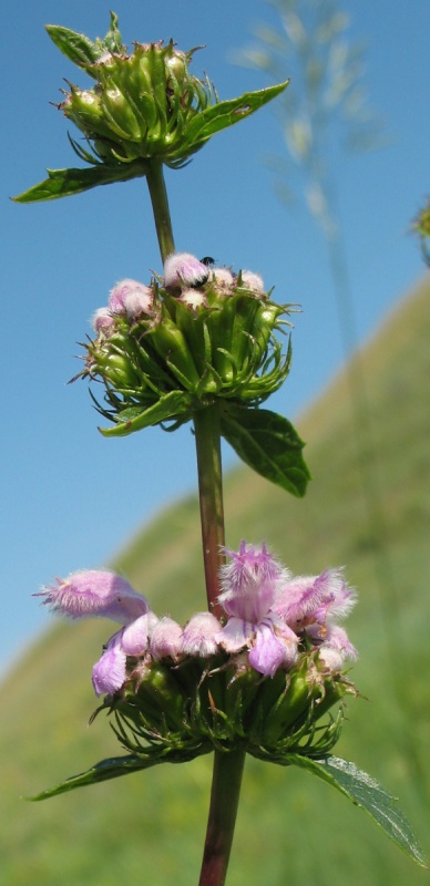 Image of Phlomoides tuberosa specimen.