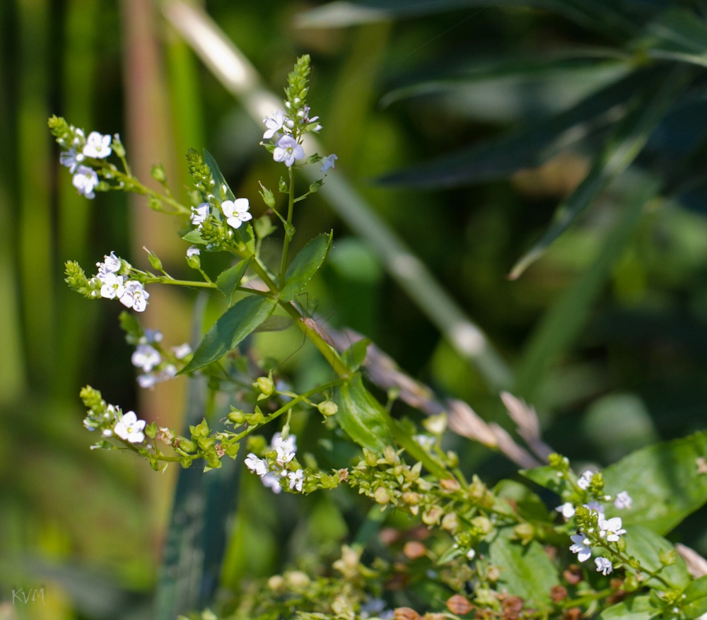 Image of Veronica anagallis-aquatica specimen.