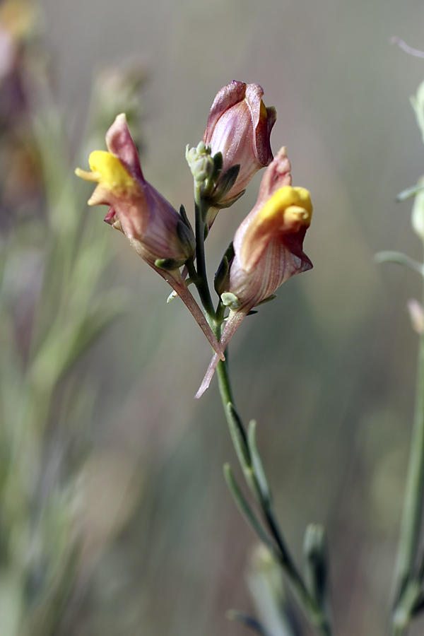 Изображение особи Linaria popovii.