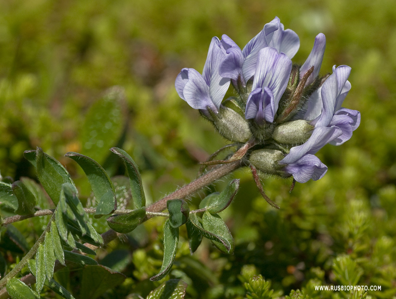 Image of Oxytropis sordida specimen.