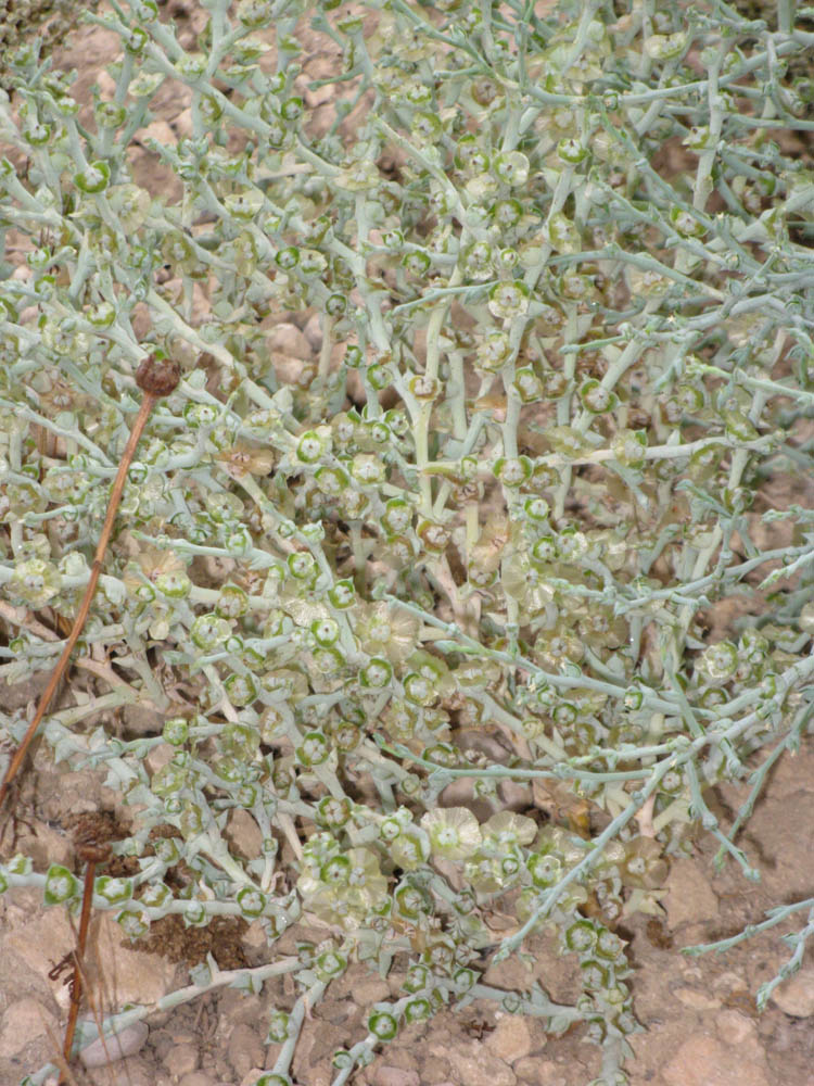 Image of Halothamnus hierochunticus specimen.