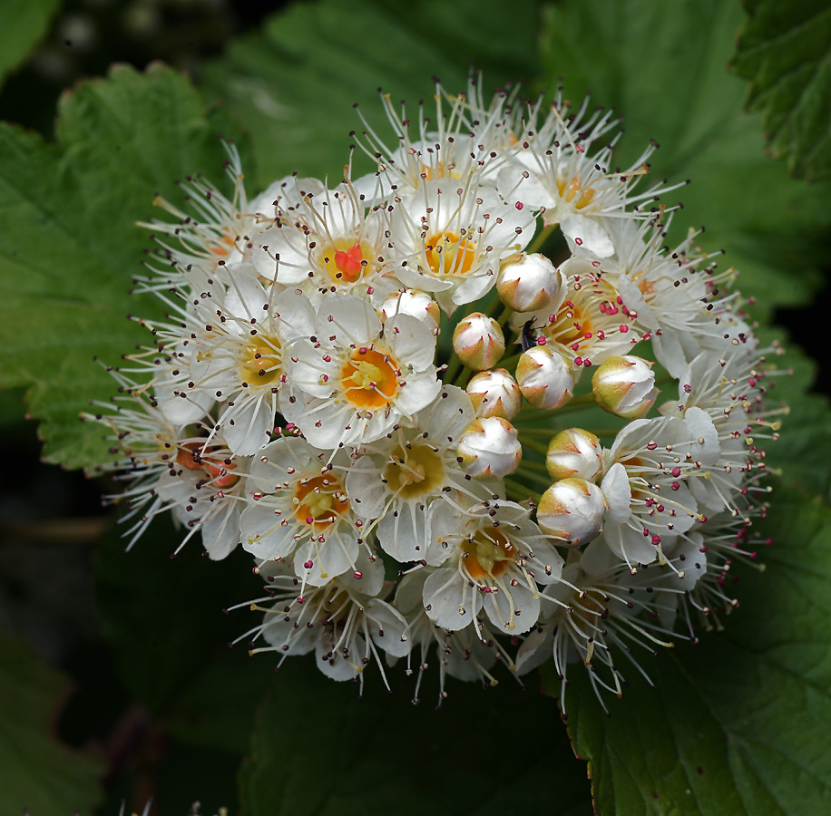 Image of Physocarpus opulifolius specimen.