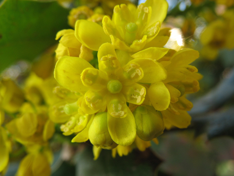 Image of Mahonia aquifolium specimen.