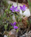 Campanula stellaris. Верхушка цветущего растения. Israel, Upper Galilee. 18.05.2006.