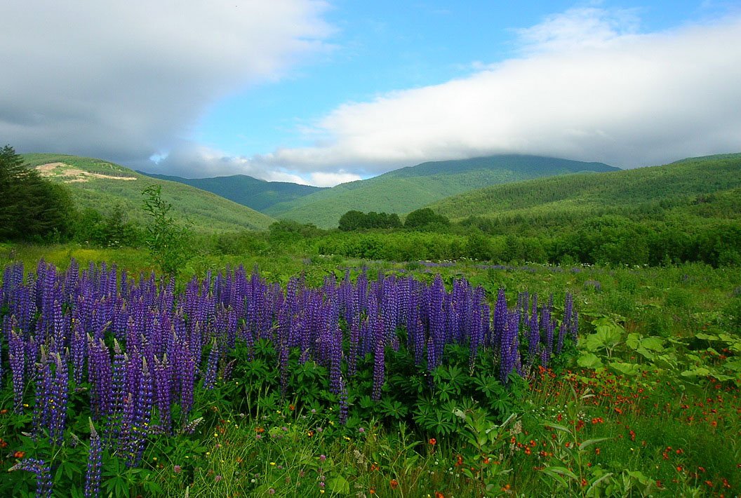 Изображение особи Lupinus &times; regalis.