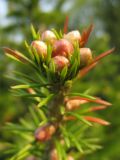 Abies sibirica