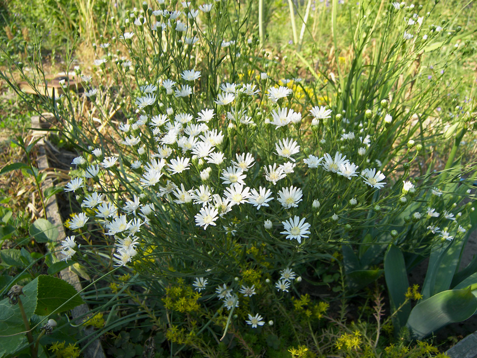 Изображение особи Symphyotrichum falcatum.