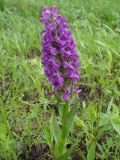 Смотреть изображение Dactylorhiza salina