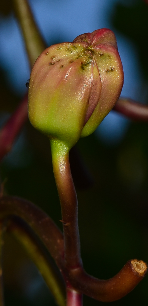 Image of Kigelia pinnata specimen.