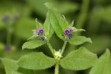 Asperugo procumbens