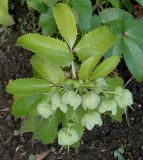 Helleborus argutifolius. Прикорневые листья и соплодия. Германия, г. Krefeld, Ботанический сад. 02.06.2013.