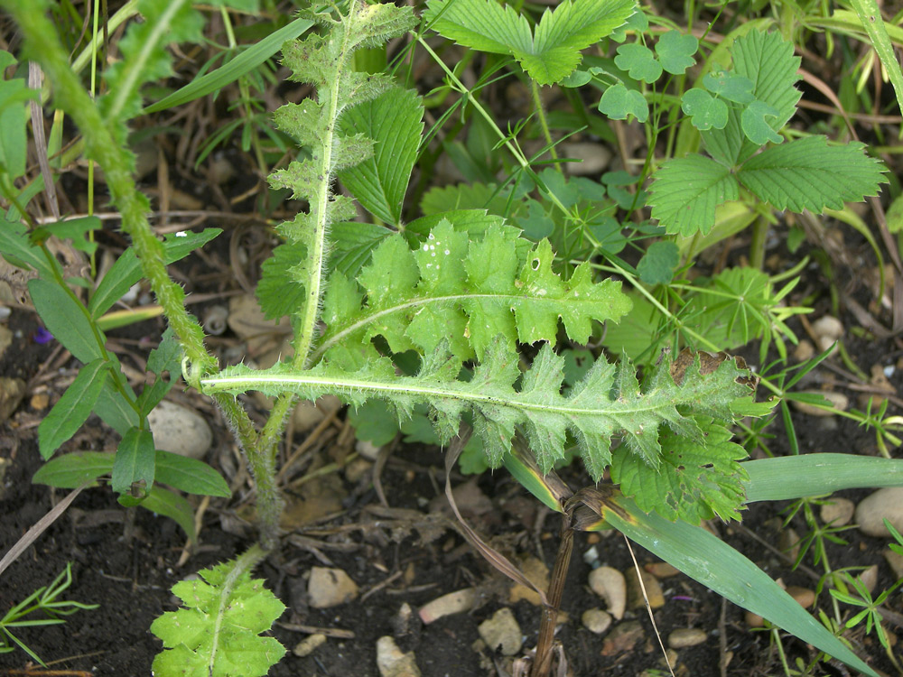 Image of Carduus laciniatus specimen.