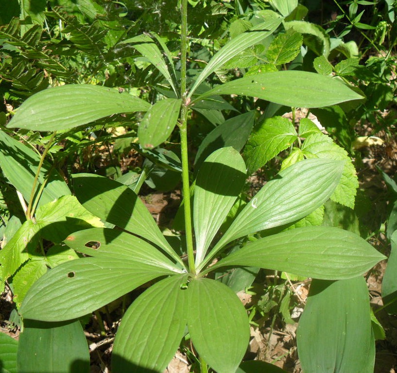 Изображение особи Lilium pilosiusculum.