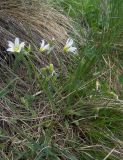 Cerastium ruderale. Цветущее растение. Карачаево-Черкесия, Теберда, гора Лысая. 29.05.2013.